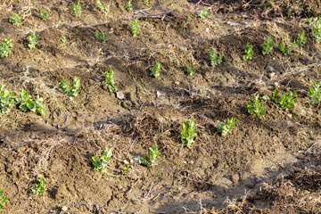 farming peas crop in the winter