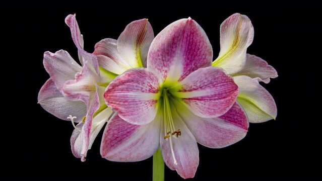 Timelapse of opening pink Amaryllis Hippeastrum flower, Christmas flower on white background. Wedding, Valentines Day, Mothers Day concept. Holiday, love, birthday design backdrop