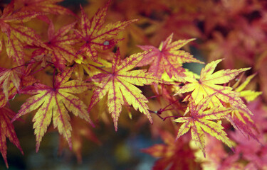 紅葉のモミジ　葉模様