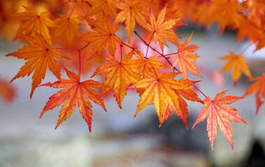 紅葉のモミジ　葉模様