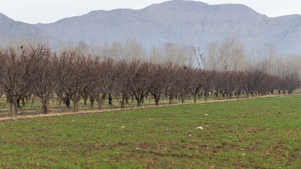 Apricot fruit farm in dormancy period