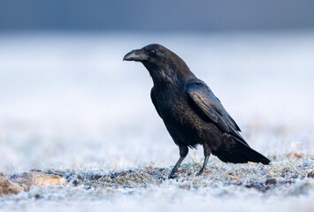 Raven bird ( Corvus corax ) close up