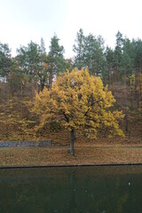 autumn in the forest