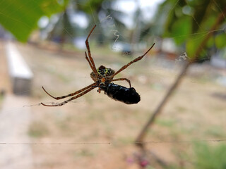  spider hunted it's food and provide own web by it's hard work