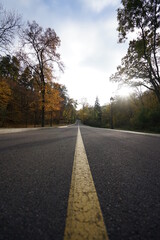 Fototapeta premium road in the forest