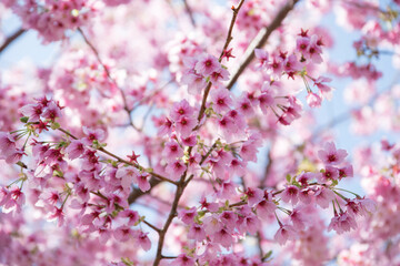 青空と満開の桜