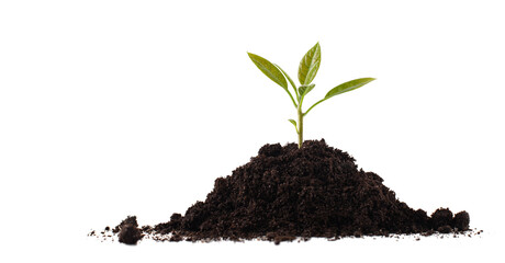 sprout in a handful of earth on a white background