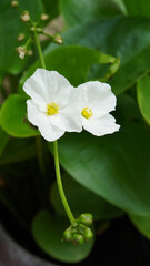 Beautiful white Creeping Burhead flowers or Texas mud baby flowers, aquatic plant