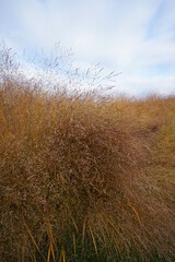 Fototapeta premium grass in the fog