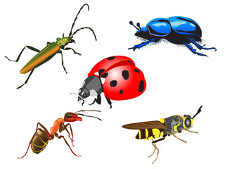 collection of different insects, ladybug, bee, ant, beetle.vector illustration.