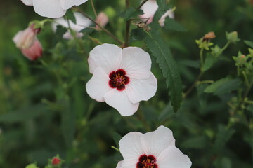 Obraz premium 日本の秋の公園に咲く白いタカサゴフヨウの花