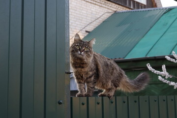 Green-eyed brown tabby cat standing on a fence and looking into the camera.