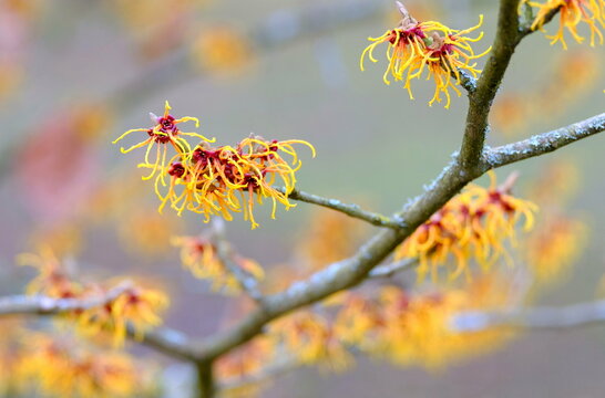 Zaubernuss Hamamelis