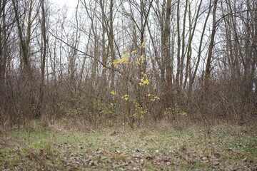 spring in the forest