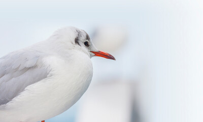 カモメ　鳥　白　ユリカモメ　コピースペース　野鳥