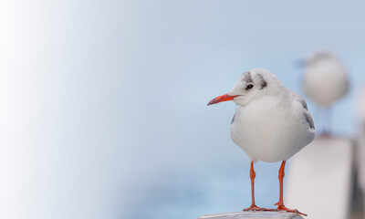 カモメ　鳥　白　ユリカモメ　コピースペース　野鳥