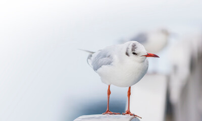 Obraz premium カモメ 鳥 白 ユリカモメ コピースペース 野鳥