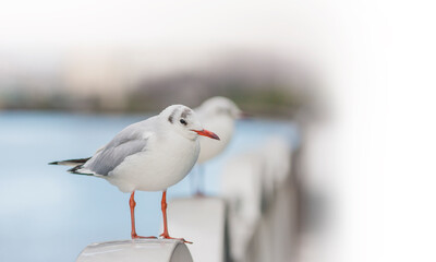 Fototapeta premium カモメ 鳥 白 ユリカモメ コピースペース 野鳥