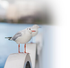 カモメ　鳥　白　ユリカモメ　コピースペース　野鳥