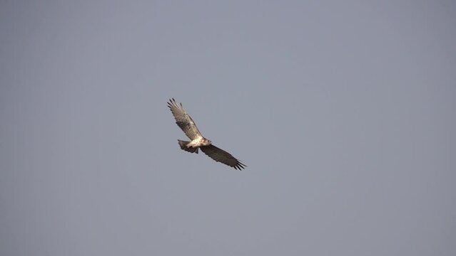 Short Toed Snake Eagle Flying In Sky
Slow Motion Shot From Israel 
