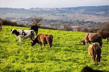 Herd of cows in green field