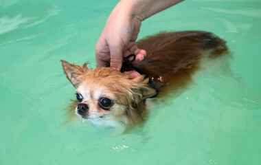 chihuahua and hydrotherapy