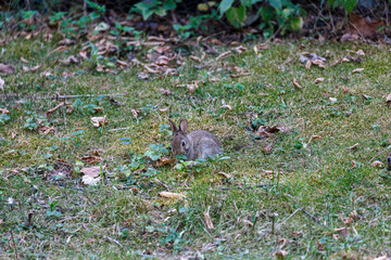 Young wild rabbit on grass in garden