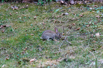 Young wild rabbit on grass in garden