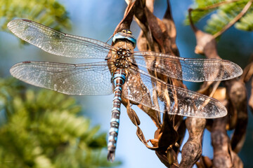 Macro dragonfly
