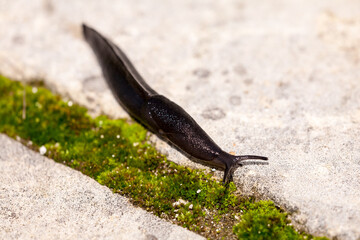 Slug