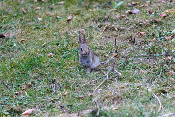 Young wild rabbit on grass in garden