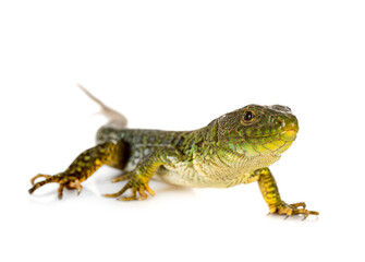 Western green lizard