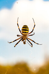 Spider