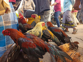 Fighting cock in Tamil Nadu market