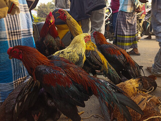 Fighting cock in Tamil Nadu market