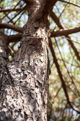Picture of some trees in nature