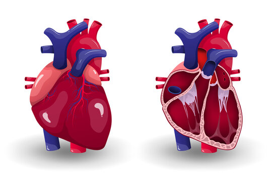 Human heart anatomy. Medical education chart.