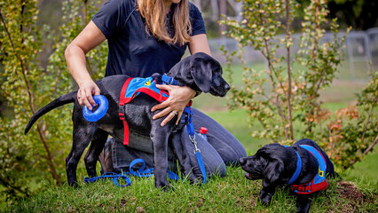 Two trainee Labradore puppies playing before a training session