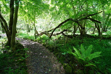 refreshing spring forest with a path