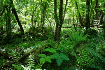 lively dense forest with fern and mossy rocks © SooHyun