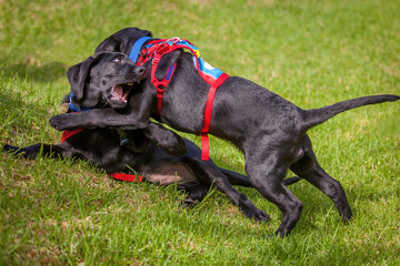 Two trainee Labradore puppies playing before a training session