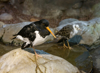 Fototapeta premium Oyster-catcher bird. It is a large sandpiper with a long orange beak and black-and-white contrasting plumage. They are found on coasts worldwide apart from the polar regions and some tropical regions