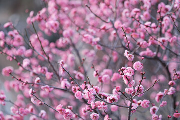 早春の神戸岡本梅林公園。ピンク色の梅の花が咲き始めた。