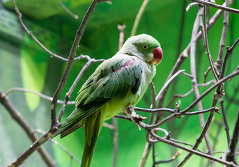 Alexandrine parakeet (Latin Psittacula eupatria).
It is distinguished by its green color and crimson spots on the wings, as well as a powerful red beak. India, Iran, Pakistan, Laos, Vietnam are the co