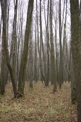 Obraz premium forest in the morning