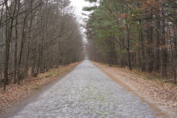Fototapeta premium path in the woods