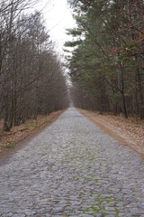 road in the forest