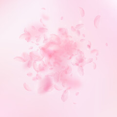 Sakura petals falling down. Romantic pink flowers explosion. Flying petals on pink square background. Love, romance concept. Enchanting wedding invitation.