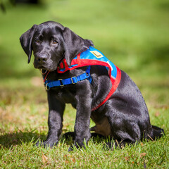 A black labradore puppy ready for training.