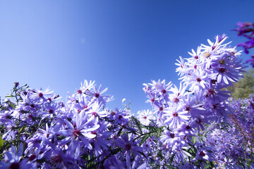 Fototapeta premium 花